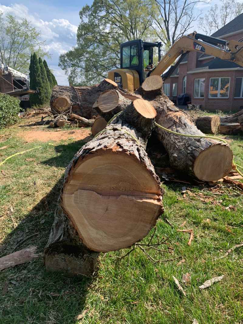 tree services