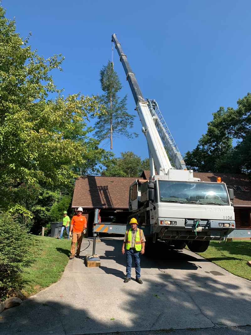 tree services