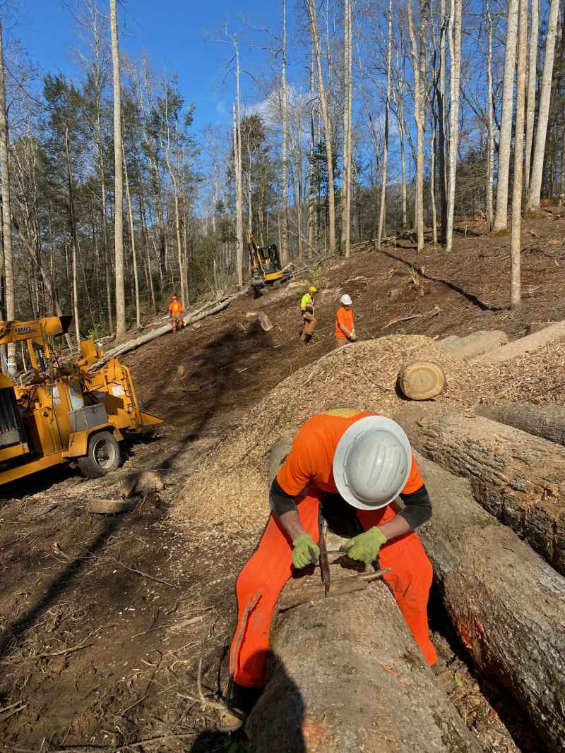tree services