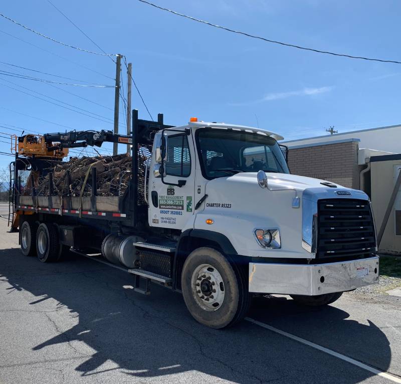 tree services