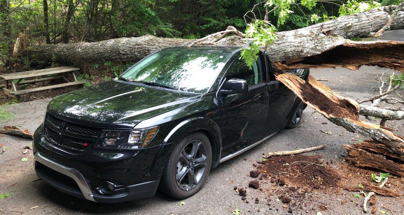 Emergency Tree Removal