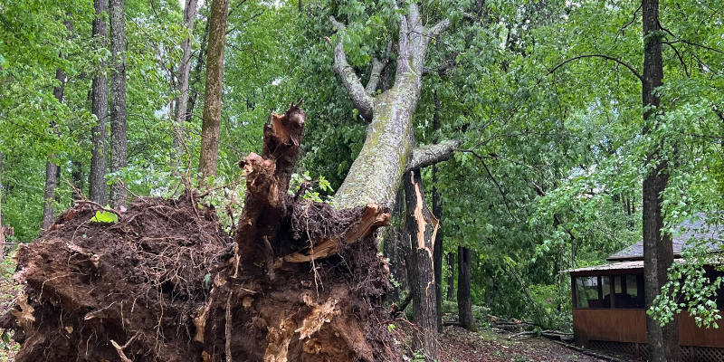 Uprooted Tree in Sevierville, Tennessee