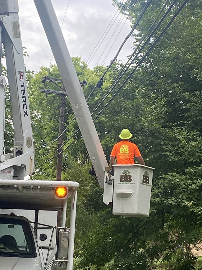 Tree Trimming