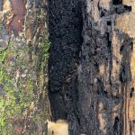Tree Diseases