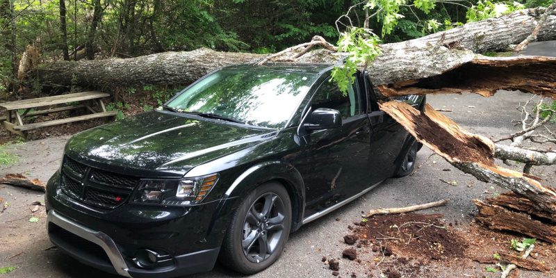 Emergency Tree Service