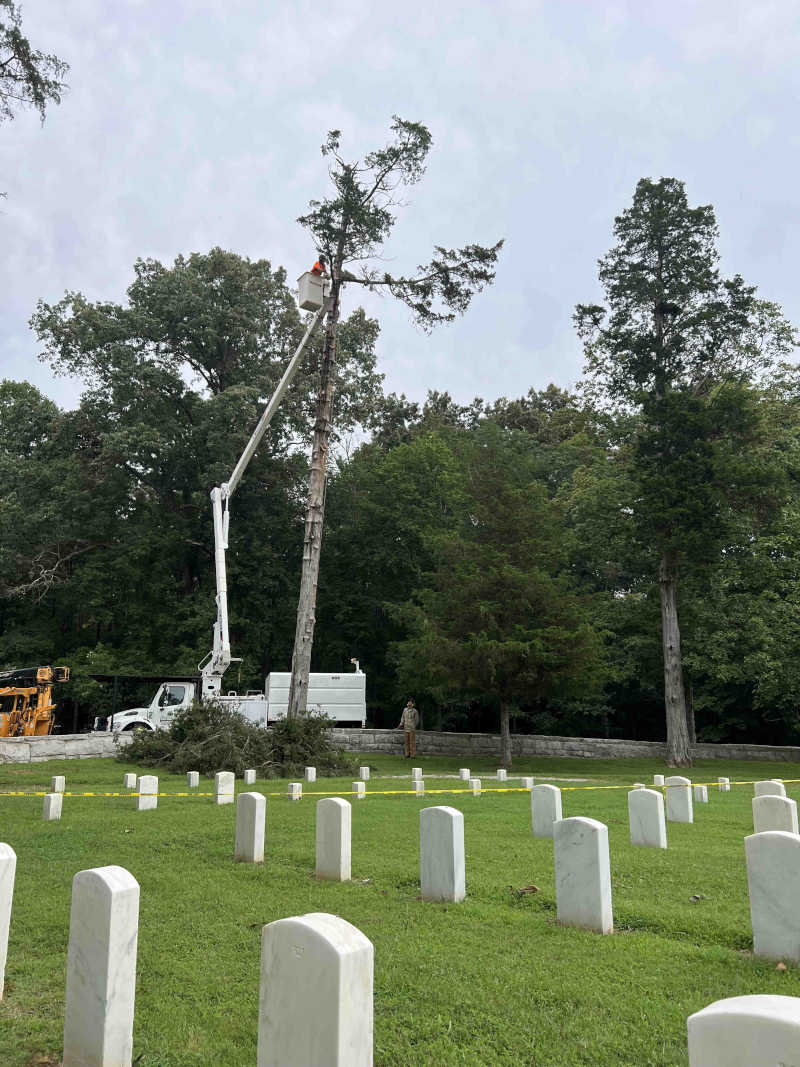 TREE SERVICES