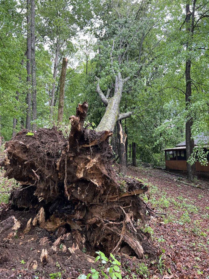 Tree Branch Removal