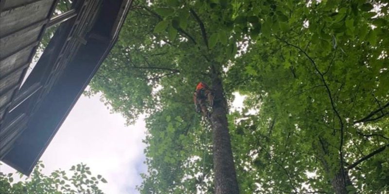 Tree Services in Farragut, Tennessee