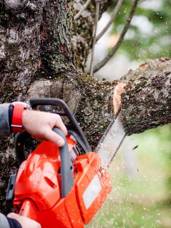 Tree-Trimming