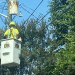 Power Line Brush Clearing
