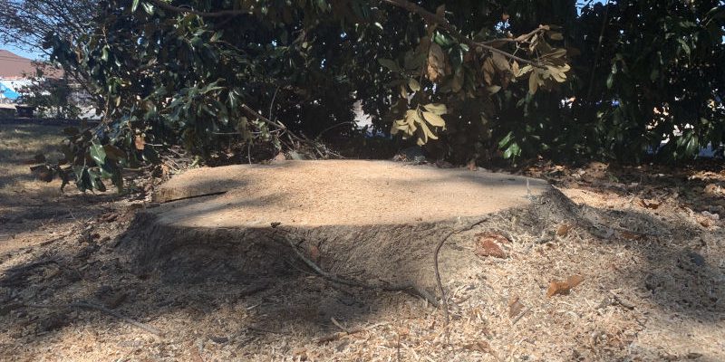 Tree Removal in Farragut, Tennessee